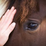 Kommunikation und Konditionierung in der Ausbildung des Pferdes
